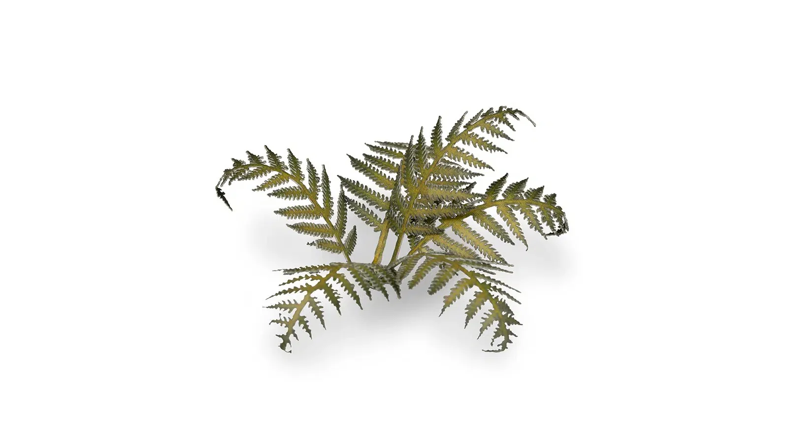Laser Plants - Bracken - Image 3