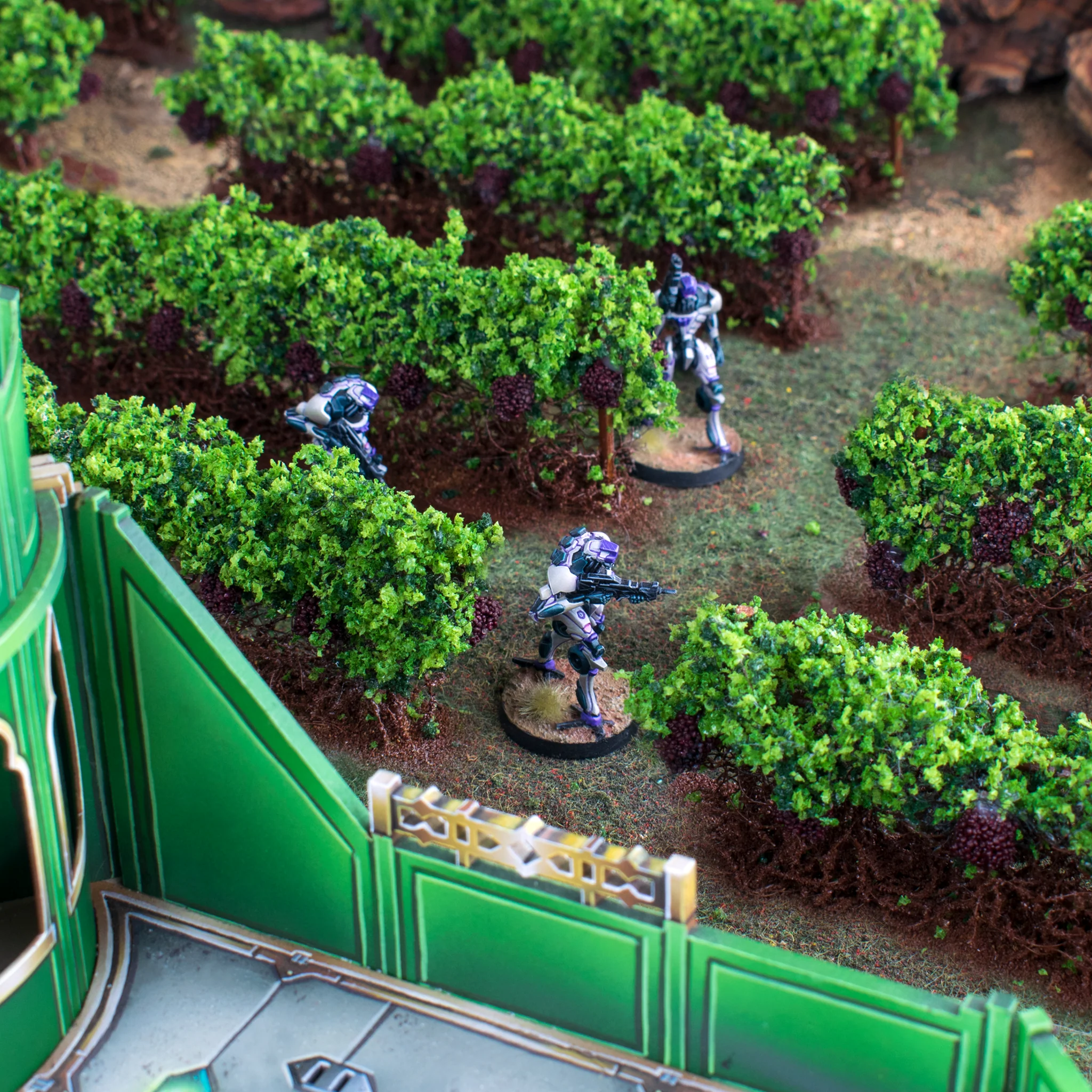 Grape Vinyard - Image 2