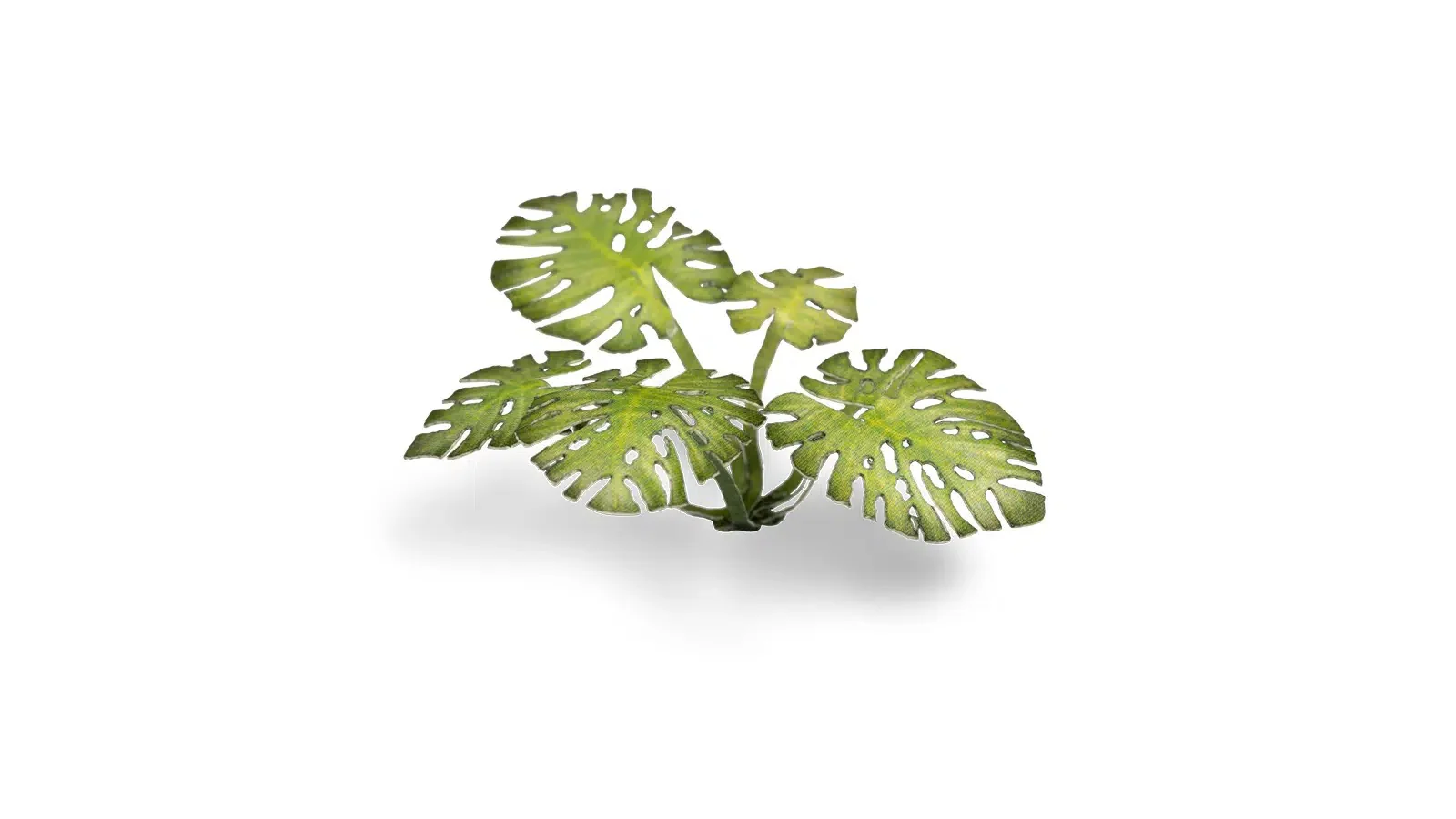 Laser Plants - Monstera - Image 2